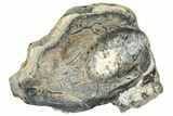 Mammoth Molar Slice With Case - South Carolina #291182-1